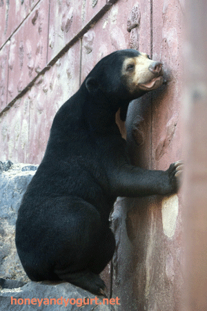 東山動植物園　マレーグマ　マーチン