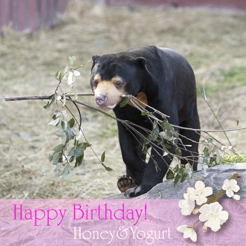 東山動植物園　マレーグマ　マーチン