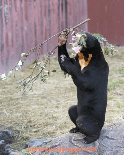東山動植物園　マレーグマ　マーチン