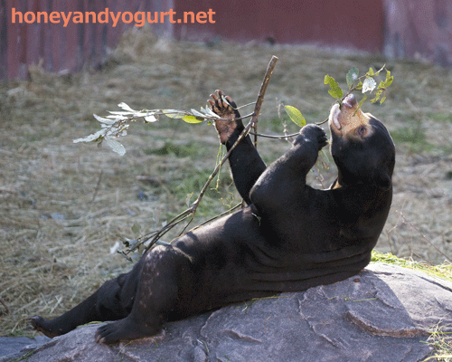 東山動植物園　マレーグマ　マーチン