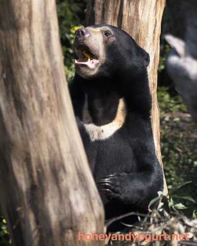 上野動物園　マレーグマ　フジ