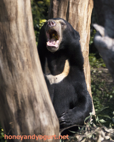上野動物園　マレーグマ　フジ