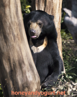 上野動物園　マレーグマ　フジ