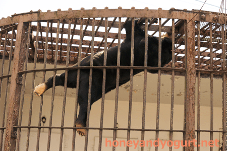 徳山動物園　マレーグマ　マーヤ