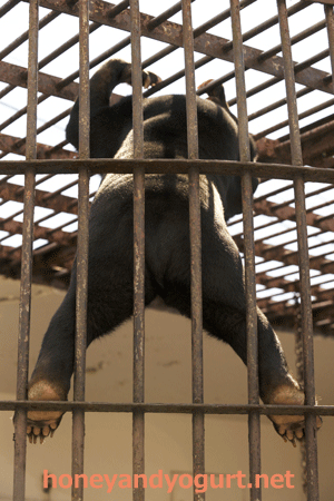 徳山動物園　マレーグマ　マーヤ