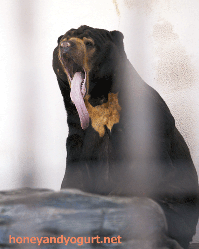 徳山動物園　マレーグマ　ツヨシ