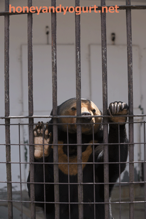 徳山動物園　マレーグマ　マーヤ