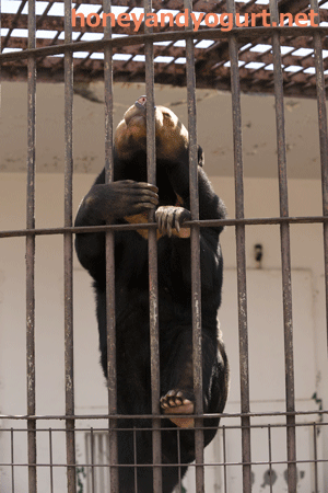 徳山動物園　マレーグマ　マーヤ