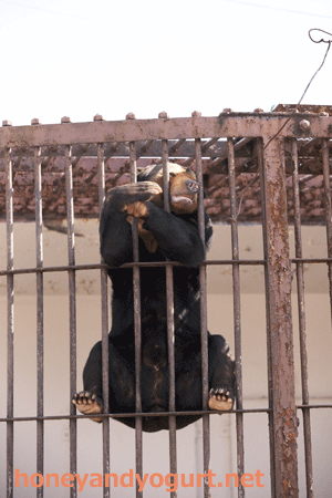 徳山動物園 マレーグマ マーヤ