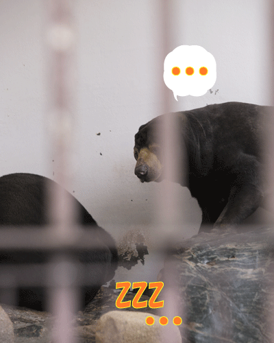 徳山動物園 マレーグマ ツヨシ マーヤ