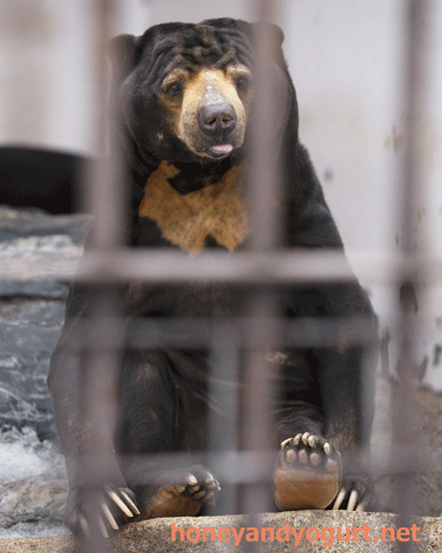 徳山動物園 マレーグマ ツヨシ