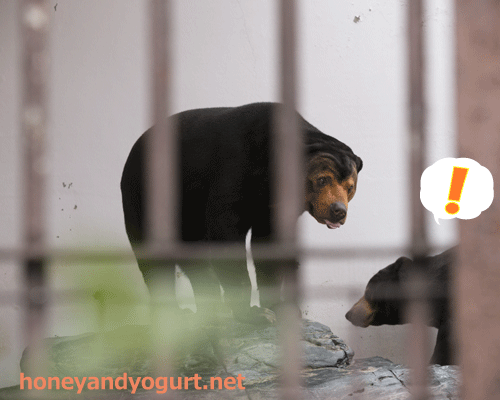 徳山動物園 マレーグマ ツヨシ マーヤ