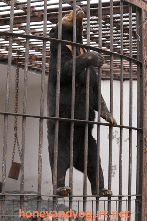 徳山動物園 マレーグマ マーヤ