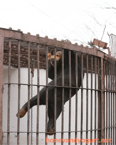 徳山動物園 マレーグマ マーヤ