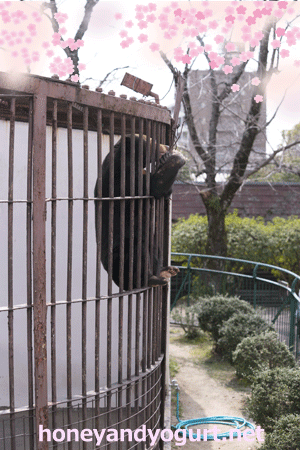 徳山動物園 マレーグマ マーヤ