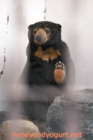 徳山動物園 マレーグマ ツヨシ