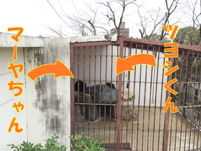 徳山動物園 マレーグマ舎