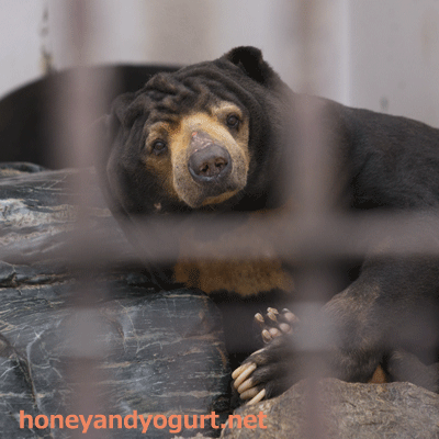 徳山動物園 マレーグマ ツヨシ