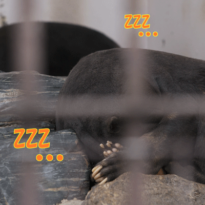 徳山動物園 マレーグマ ツヨシ マーヤ