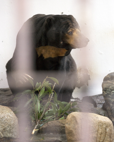 徳山動物園　マレーグマ　ツヨシ