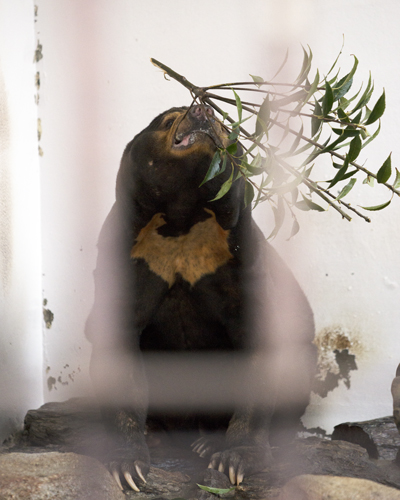 徳山動物園　マレーグマ　ツヨシ