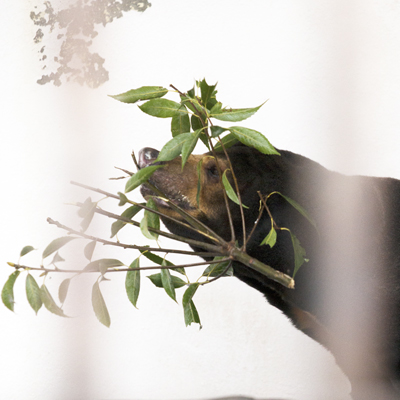 徳山動物園　マレーグマ　ツヨシ