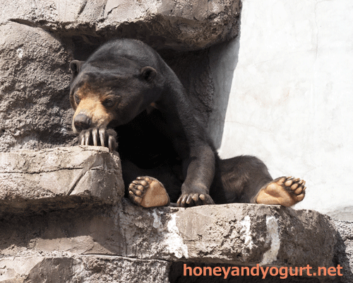 天王寺動物園 マレーグマ マーズ