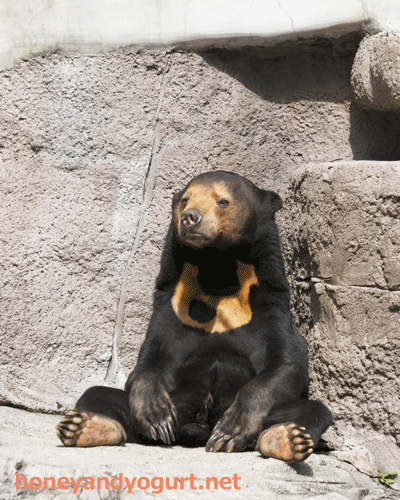 天王寺動物園 マレーグマ マーサ