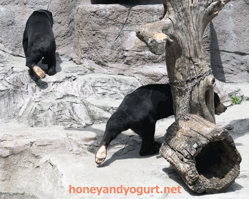 天王寺動物園 マレーグマ マーズ マーサ