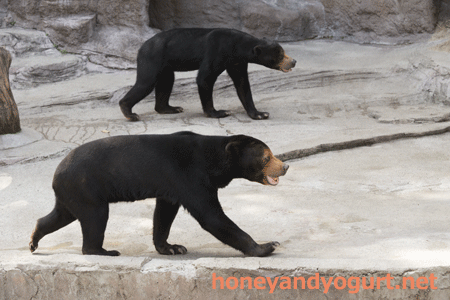 天王寺動物園 マレーグマ マーズ マーサ