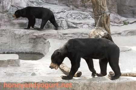 天王寺動物園 マレーグマ マーズ マーサ