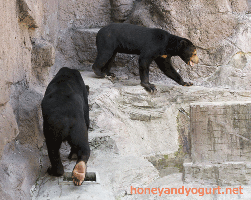 天王寺動物園　マレーグマ　マーズ　マーサ