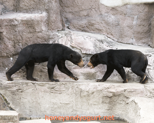 天王寺動物園　マレーグマ　マーズ　マーサ