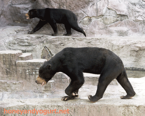 天王寺動物園　マレーグマ　マーズ　マーサ