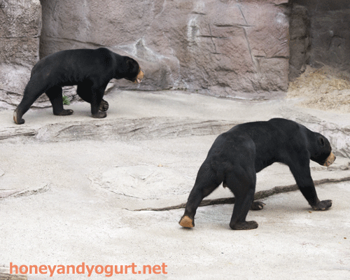 天王寺動物園　マレーグマ　マーズ　マーサ