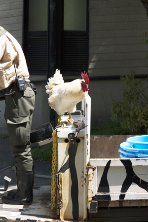 天王寺動物園 まさひろ君