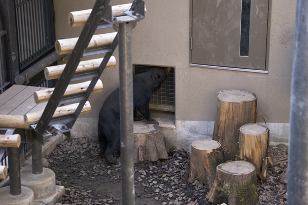 福岡市動物園　マレーグマ舎