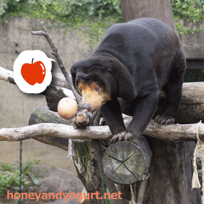 上野動物園 マレーグマ キョウコ