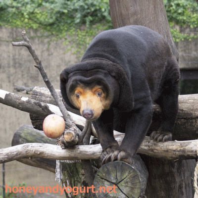 上野動物園 マレーグマ キョウコ