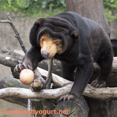 上野動物園 マレーグマ キョウコ