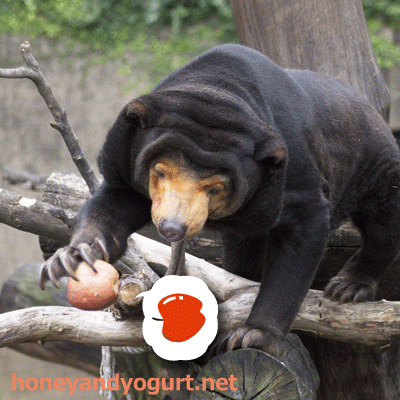 上野動物園 マレーグマ キョウコ