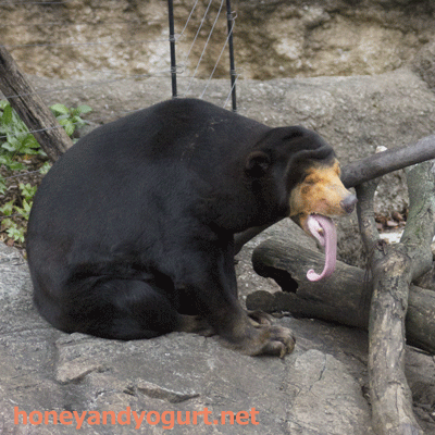 上野動物園 マレーグマ キョウコ