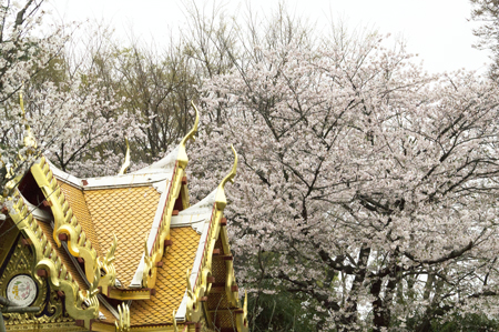 上野動物園 サーラータイ 桜