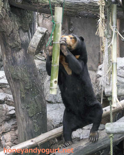 上野動物園　マレーグマ　キョウコ