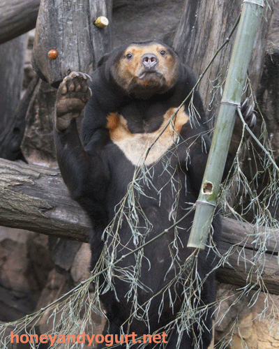 上野動物園　マレーグマ　キョウコ