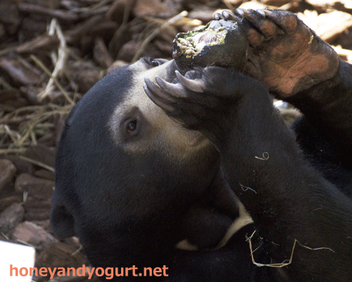 上野動物園 マレーグマ フジ
