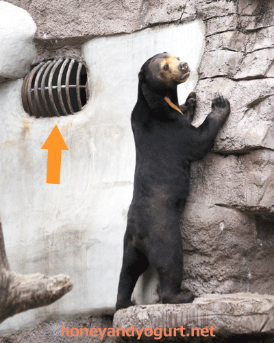 天王寺動物園　マレーグマ　マーサ