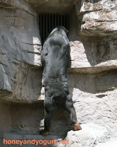 天王寺動物園　マレーグマ　マーズ