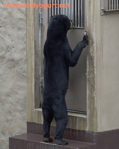 福岡市動物園　旧マレーグマ舎　サニー