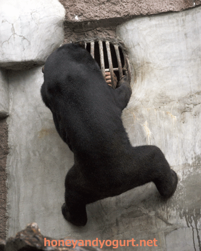 天王寺動物園　マレーグマ　マーサ
